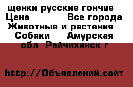 щенки русские гончие › Цена ­ 4 000 - Все города Животные и растения » Собаки   . Амурская обл.,Райчихинск г.